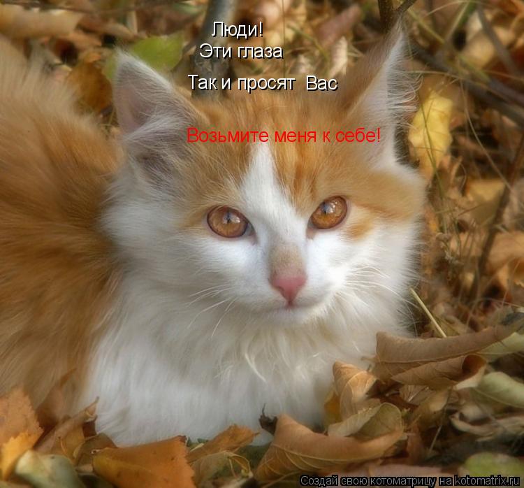 Котоматрица: Люди! Эти глаза Так и просят  Вас  Возьмите меня к себе!