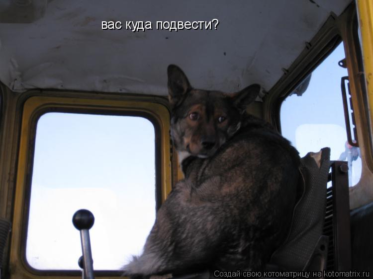Котоматрица: вас куда подвести?