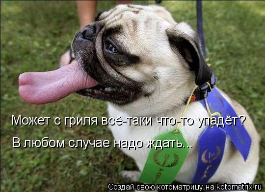 Котоматрица: Может с гриля всё-таки что-то упадёт? В любом случае надо ждать...