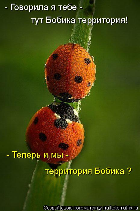 - Говорила я тебе - тут Бобика территория! - Теперь и мы - территория Бобика ?... Котоматрица: - Говорила я тебе - тут Бобика территория! - Теперь и мы - территория Бобика ?