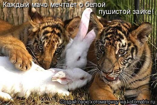 Каждый мачо мечтает о белой пушистой зайке!... Котоматрица: Каждый мачо мечтает о белой пушистой зайке!