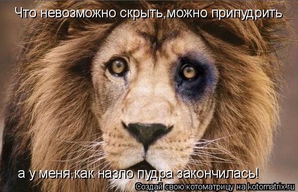 Котоматрица: Что невозможно скрыть,можно припудрить а у меня,как назло пудра закончилась!