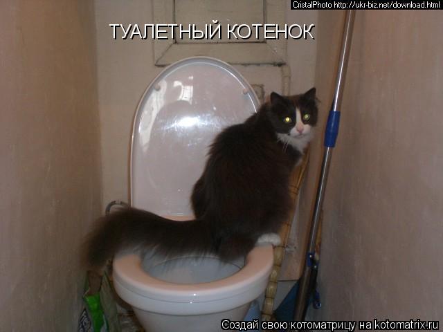 Котоматрица: ТУАЛЕТНЫЙ КОТЕНОК