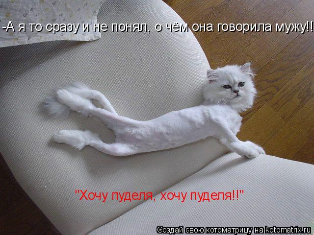 Котоматрица: -А я то сразу и не понял, о чём она говорила мужу!!! "Хочу пуделя, хочу пуделя!!"