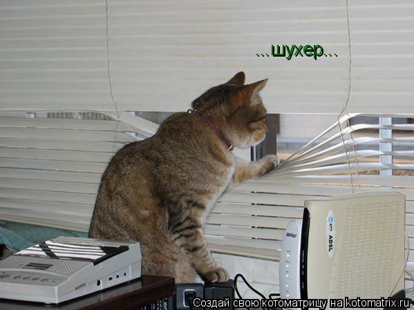 Котоматрица: ...шухер...
