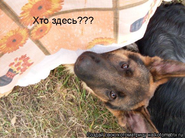 Котоматрица: Хто здесь???