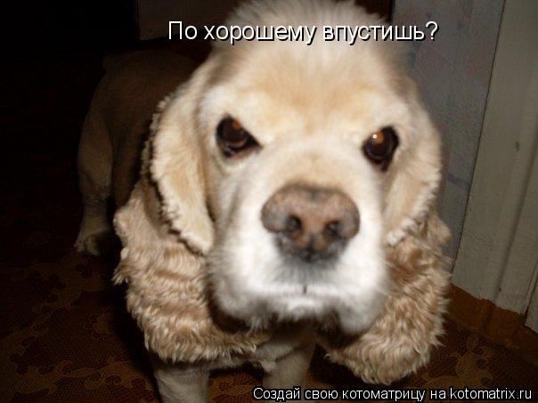Котоматрица: По хорошему впустишь?