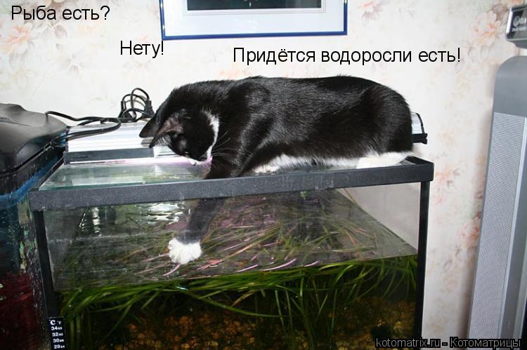 Котоматрица: Рыба есть? Нету! Придётся водоросли есть!