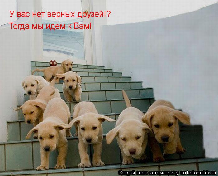 Котоматрица: У вас нет верных друзей!?  Тогда мы идем к Вам!