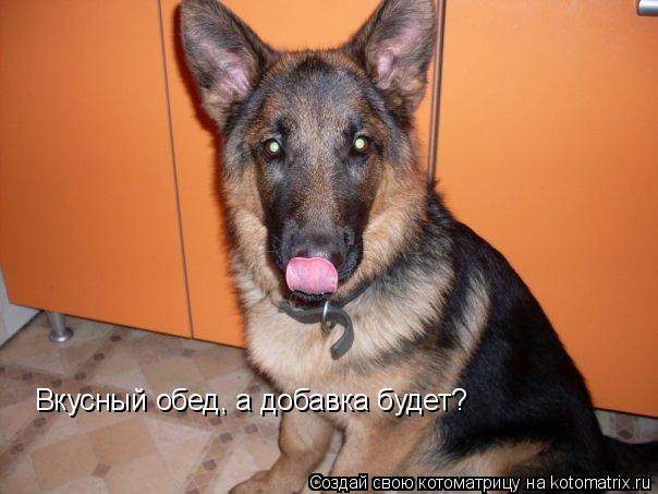 Котоматрица: Вкусный обед, а добавка будет?