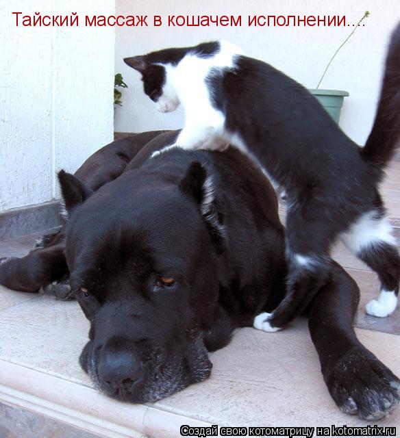 Котоматрица: Тайский массаж в кошачем исполнении....