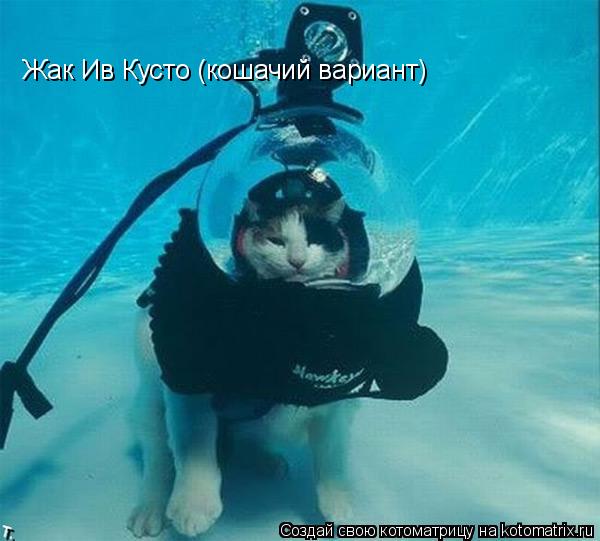 Котоматрица: Жак Ив Кусто (кошачий вариант)