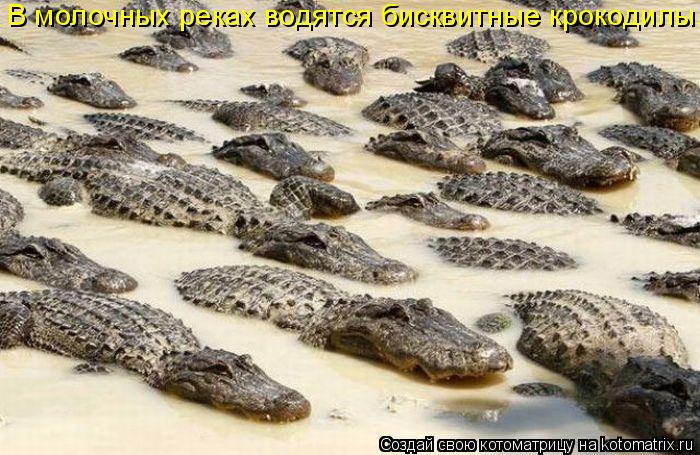 Котоматрица: В молочных реках водятся бисквитные крокодилы.