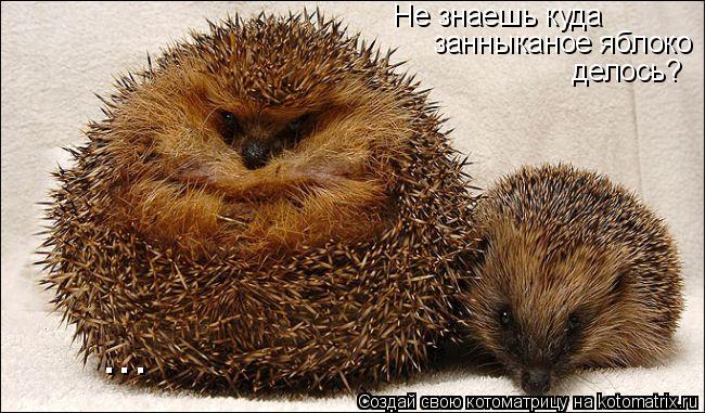 Не знаешь куда занныканое яблоко делось? ...... Котоматрица: Не знаешь куда занныканое яблоко делось? ...