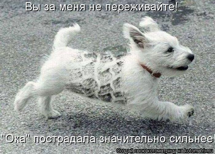 Вы за меня не переживайте! "Ока" пострадала значительно сильнее!... Котоматрица: Вы за меня не переживайте! "Ока" пострадала значительно сильнее!