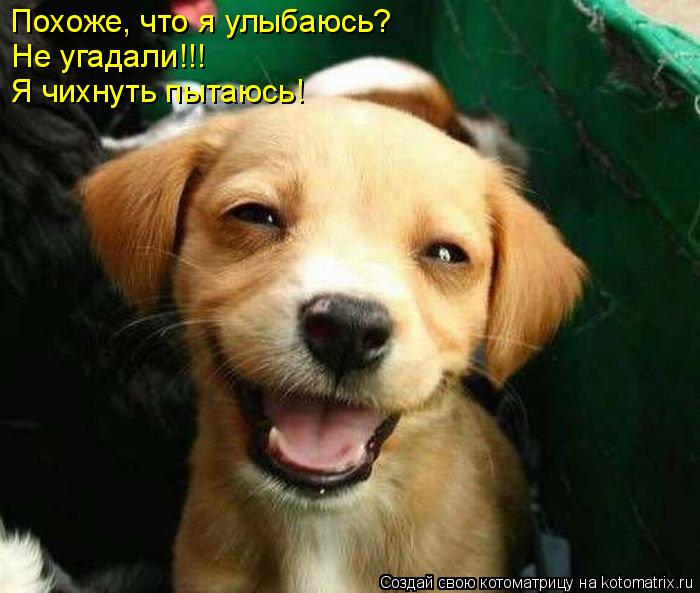 Похоже, что я улыбаюсь? Не угадали!!! Я чихнуть пытаюсь!... Котоматрица: Похоже, что я улыбаюсь? Не угадали!!! Я чихнуть пытаюсь!