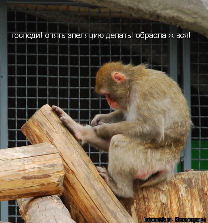 Котоматрица: господи! опять эпеляцию делать! обрасла ж вся!