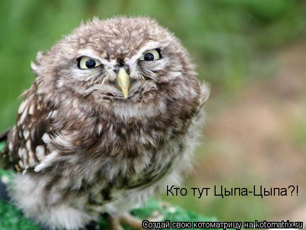 Котоматрица: Кто тут Цыпа-Цыпа?!