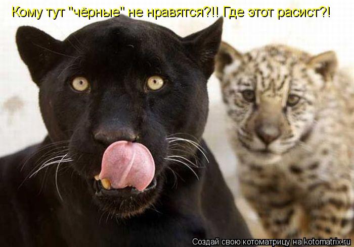 Кому тут "чёрные" не нравятся?!! Где этот расист?!... Котоматрица: Кому тут "чёрные" не нравятся?!! Где этот расист?!