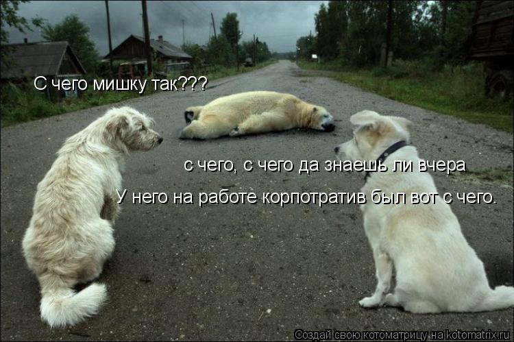 Котоматрица: С чего мишку так??? с чего, с чего да знаешь ли вчера У него на работе корпотратив был вот с чего.