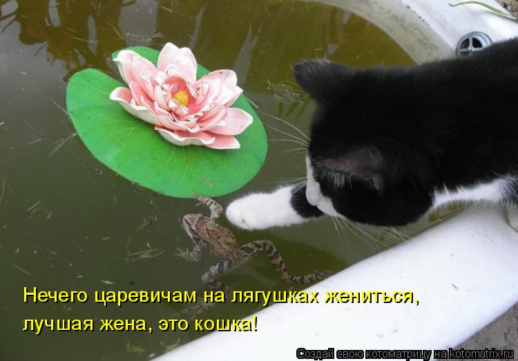 Котоматрица: Нечего царевичам на лягушках жениться, лучшая жена, это кошка!