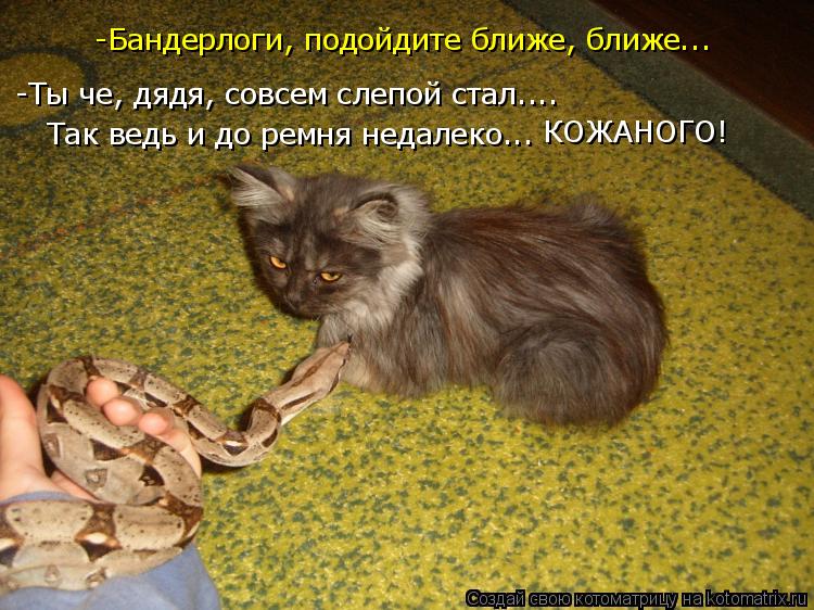 Котоматрица: -Бандерлоги, подойдите ближе, ближе... -Ты че, дядя, совсем слепой стал.... Так ведь и до ремня недалеко... КОЖАНОГО!