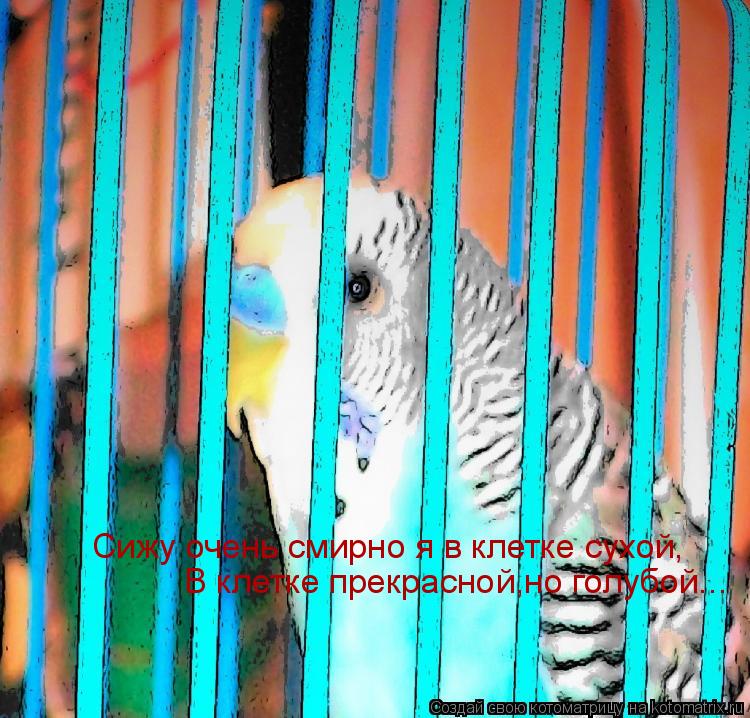 Котоматрица: Сижу очень смирно я в клетке сухой, Сижу очень смирно я в клетке сухой, В клетке прекрасной,но голубой...