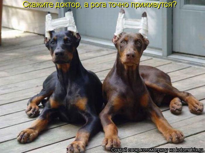 Котоматрица: Скажите доктор, а рога точно приживутся?