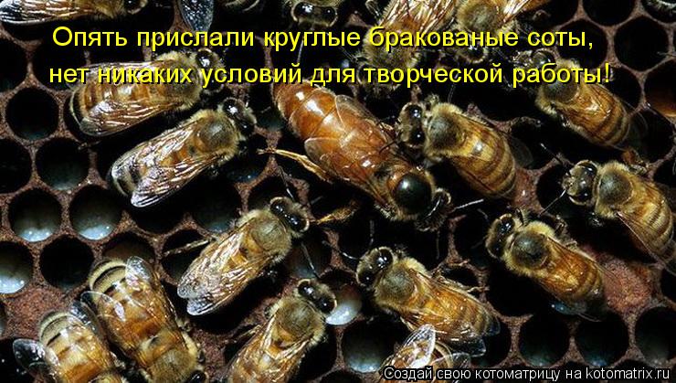 Котоматрица: Опять прислали круглые бракованые соты,  нет никаких условий для творческой работы!