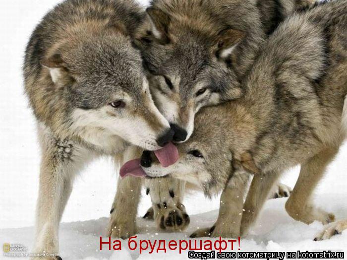 Котоматрица: На брудершафт!
