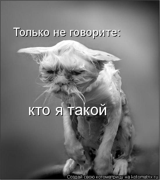 Котоматрица: Только не говорите: кто я такой