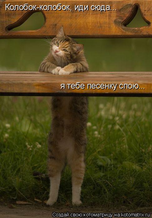 Котоматрица: Колобок-колобок, иди сюда... я тебе песенку спою...