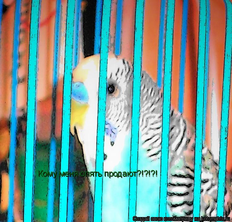 Котоматрица: Кому меня опять продают?!?!?!