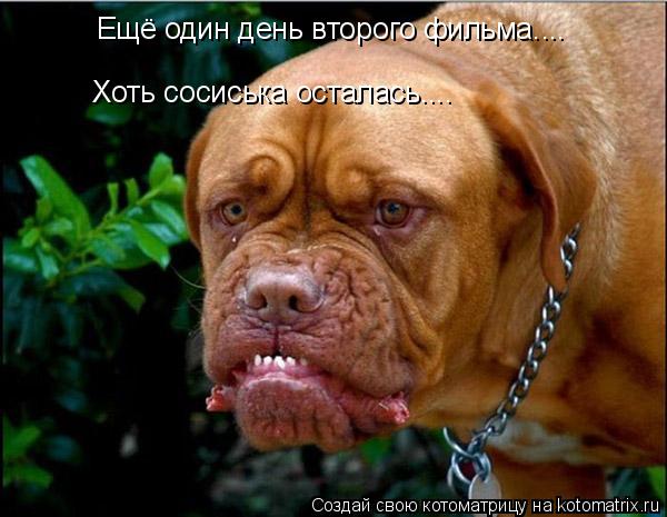 Котоматрица: Ещё один день второго фильма.... Хоть сосиська осталась....