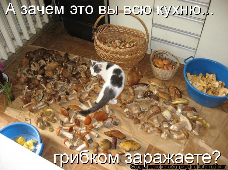 Котоматрица: А зачем это вы всю кухню...  грибком заражаете?