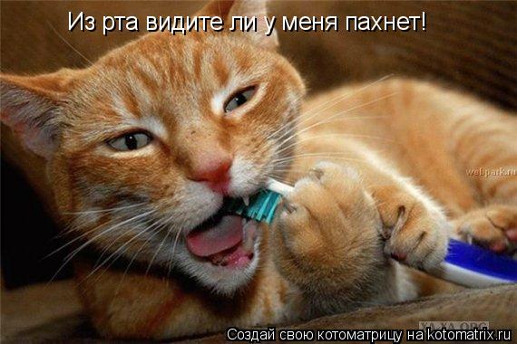 Котоматрица: Из рта видите ли у меня пахнет!