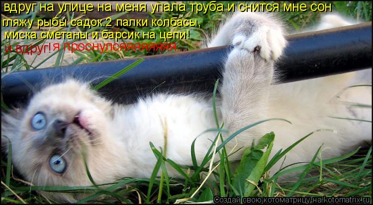 Котоматрица: вдруг на улице на меня упала труба и снится мне сон гляжу рыбы садок.2 палки колбасы, миска сметаны и барсик на цепи! и вдруг! я проснулсяяяяя