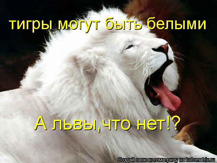 Котоматрица: тигры могут быть белыми А львы,что нет!?
