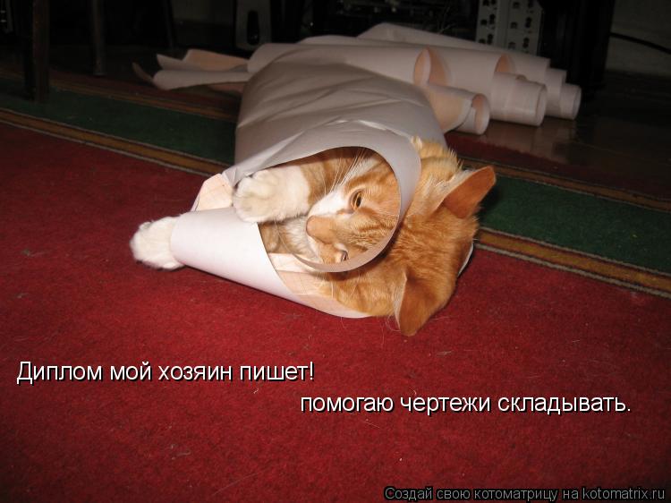 Котоматрица: Диплом мой хозяин пишет! помогаю чертежи складывать.