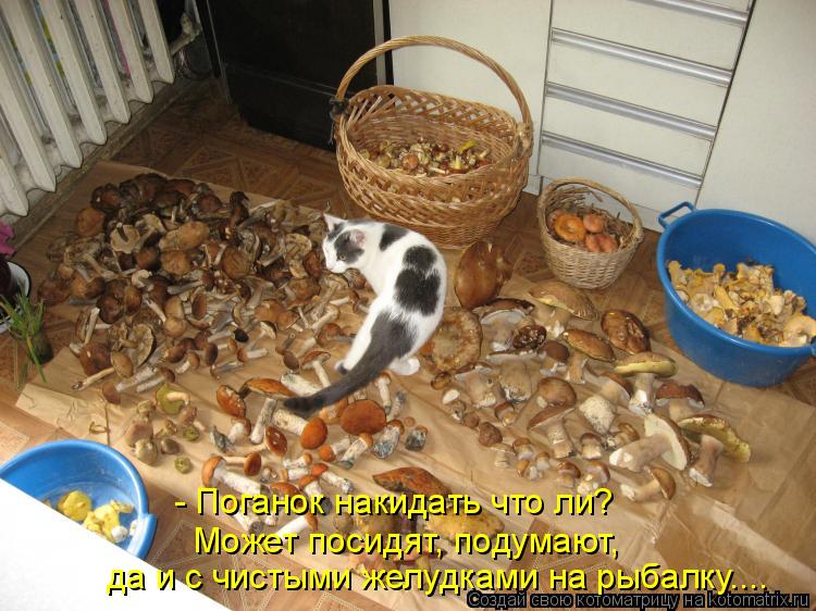 - Поганок накидать что ли? Может посидят, подумают, да и с чистыми желудками на рыбалку....... Котоматрица: - Поганок накидать что ли? Может посидят, подумают, да и с чистыми желудками на рыбалку....
