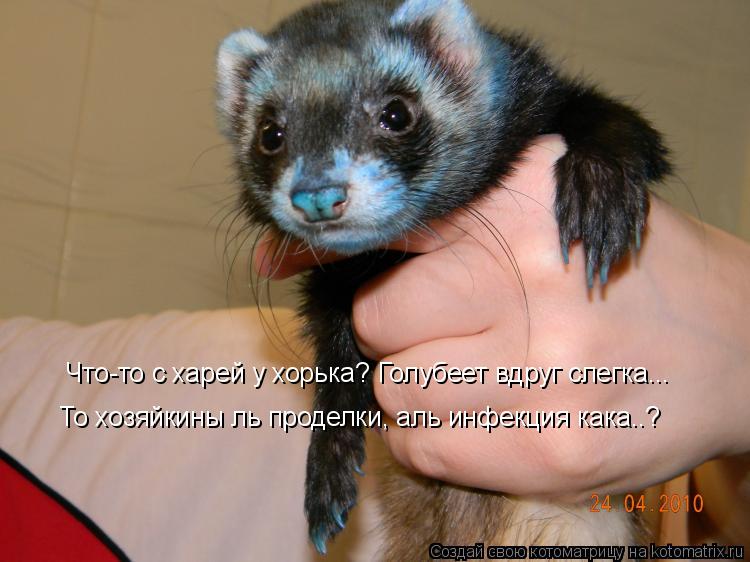 Котоматрица: Что-то с харей у хорька? Голубеет вдруг слегка... То хозяйкины ль проделки, аль инфекция кака..?