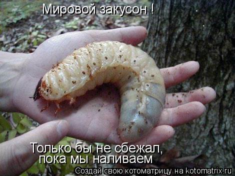Котоматрица: Мировой закусон !  Только бы не сбежал, пока мы наливаем