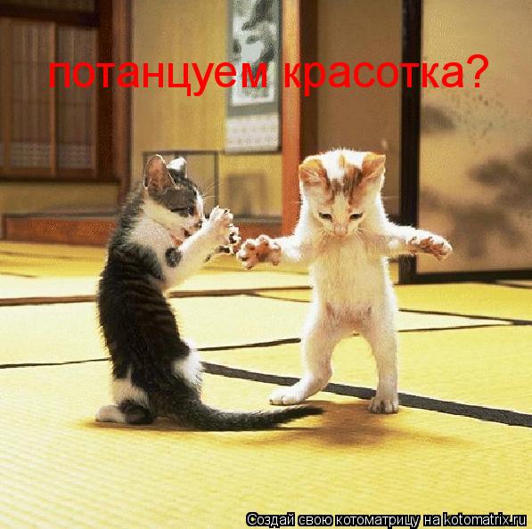 Котоматрица: потанцуем красотка?