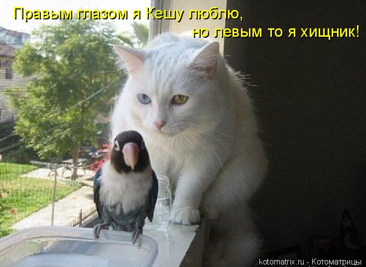 Котоматрица: Правым глазом я Кешу люблю,  но левым то я хищник!