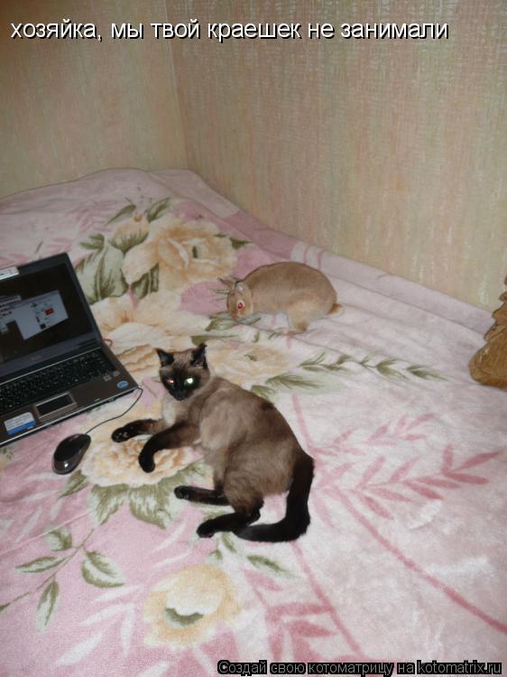 Котоматрица: хозяйка, мы твой краешек не занимали