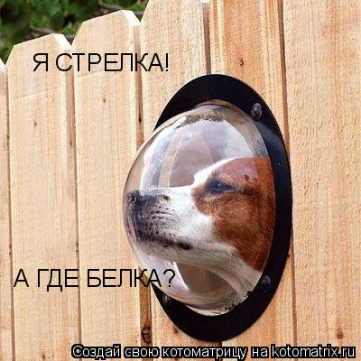 Котоматрица: Я СТРЕЛКА! А ГДЕ БЕЛКА?