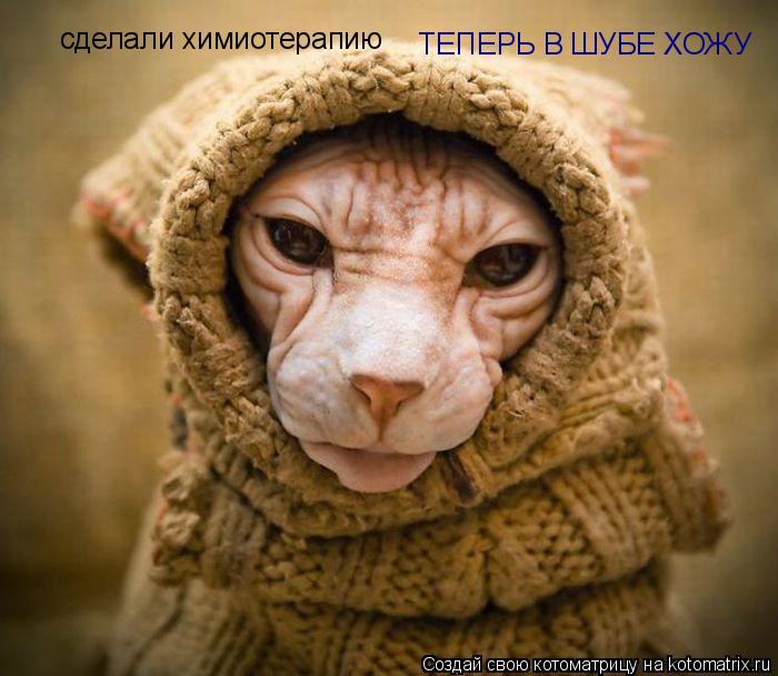 Котоматрица: сделали химиотерапию ТЕПЕРЬ В ШУБЕ ХОЖУ