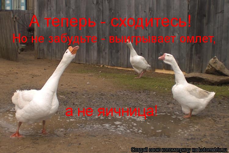 Котоматрица: А теперь - сходитесь! Но не забудьте - выигрывает омлет, а не яичница!