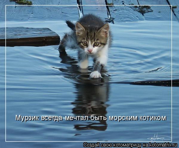 Мурзик всегда мечтал быть морским котиком... Котоматрица: Мурзик всегда мечтал быть морским котиком