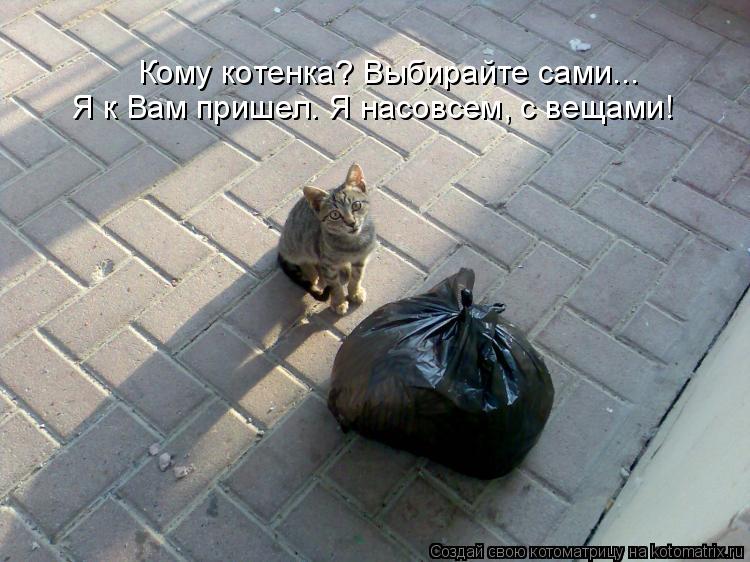 Я к Вам пришел. Я насовсем, с вещами! Кому котенка? Выбирайте сами...... Котоматрица: Я к Вам пришел. Я насовсем, с вещами! Кому котенка? Выбирайте сами...